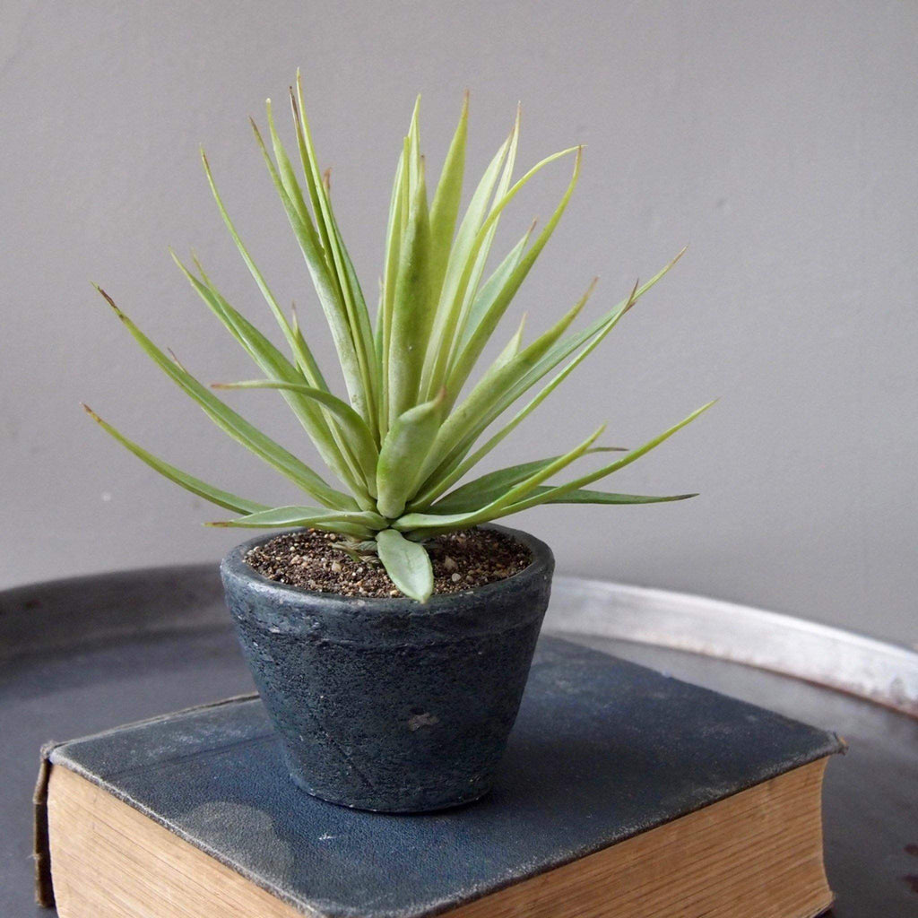 Green Airplant in Cement Pot - Liv's