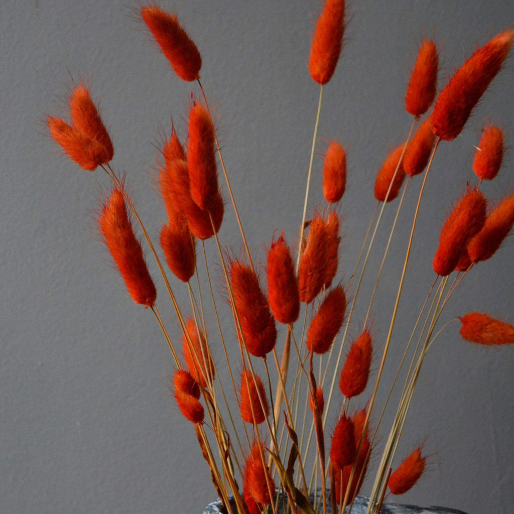 Dried Flowers  - Lagurus Bunny Tails, Orange - Liv's