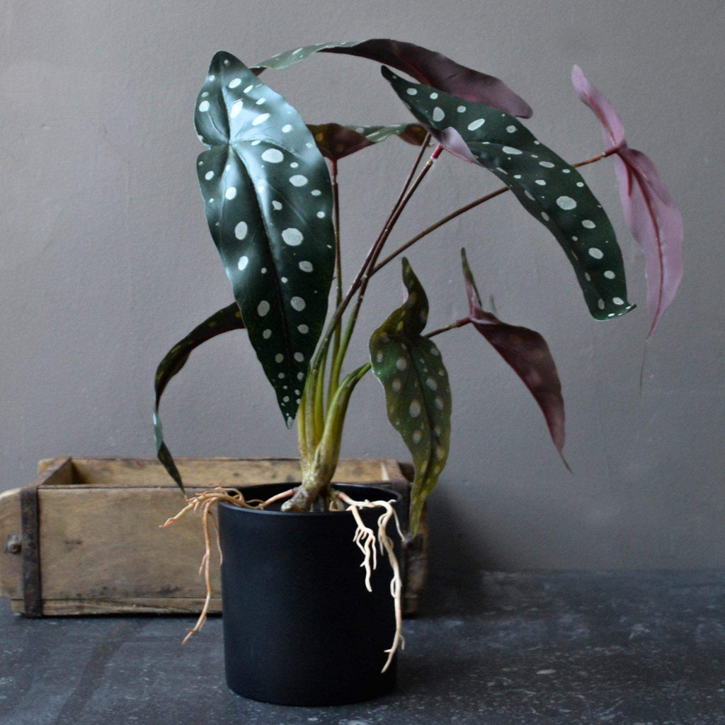 Philodendron Spot Plant in Black Pot 40cm - Liv's