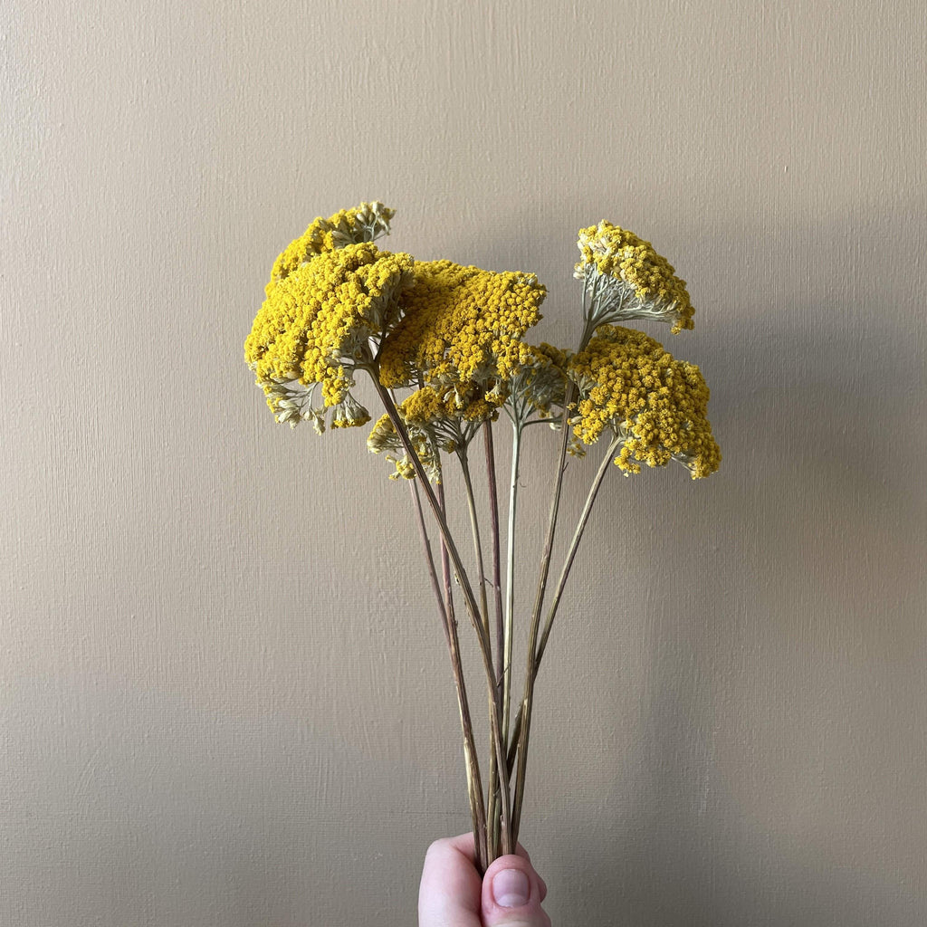 Dried Flowers - Achillea Parker, Yellow - Liv's