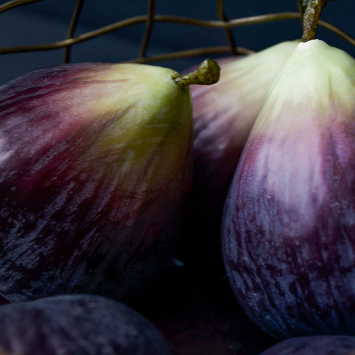 Dusty Fig with Stalk - - Liv's Solihull