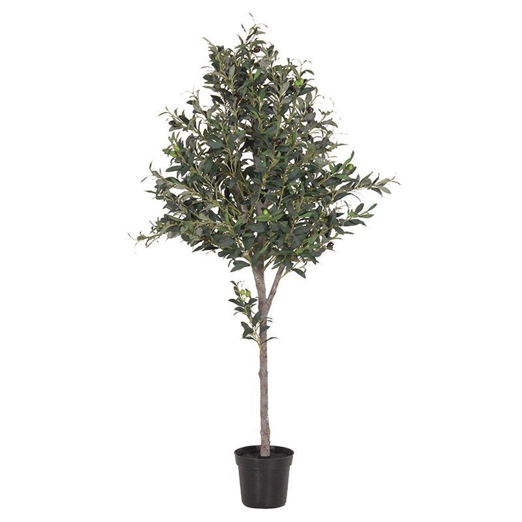 Large Olive Tree Topiary - Liv's