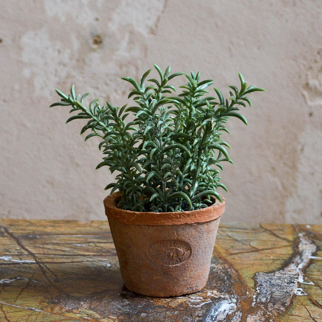 Thyme in Aged Terracotta Pot - Liv's