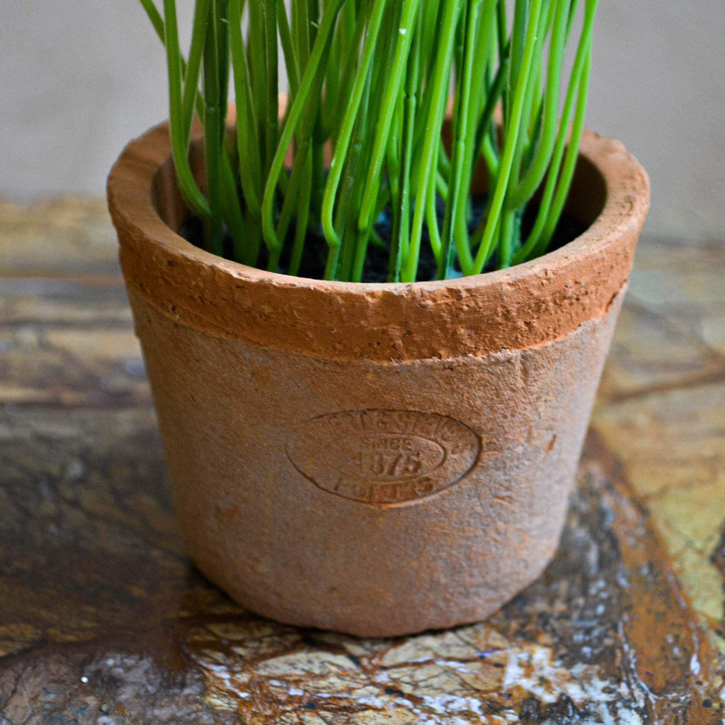 Chives in Aged Terracotta Pot - Liv's