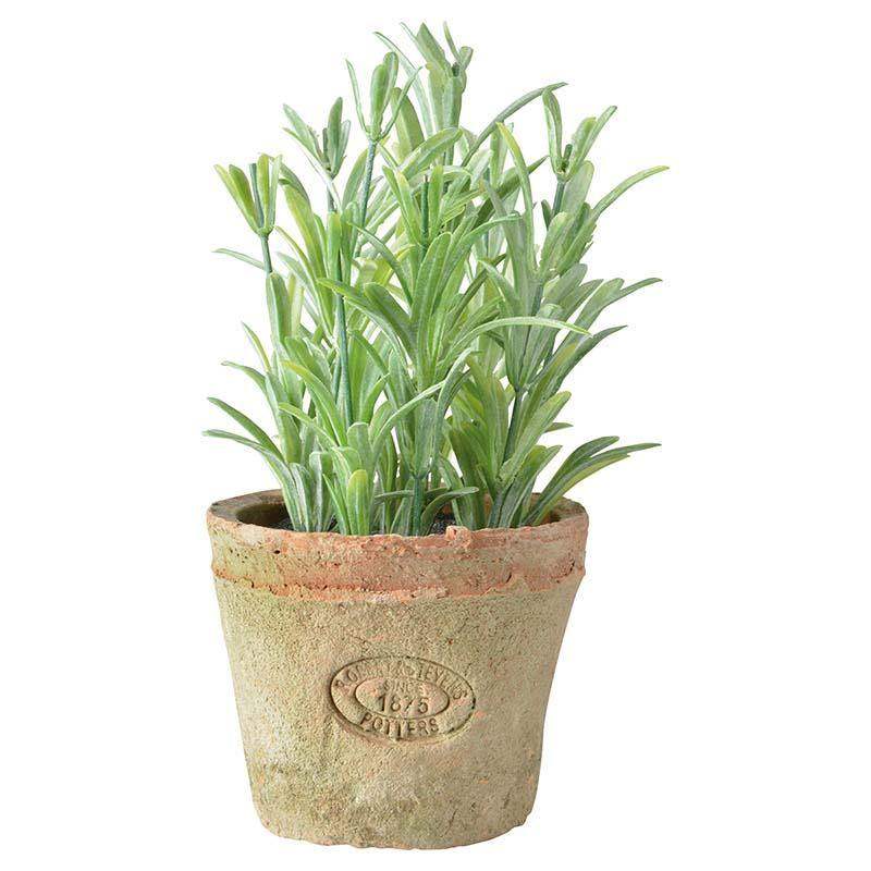 Rosemary in Aged Terracotta Pot - Liv's